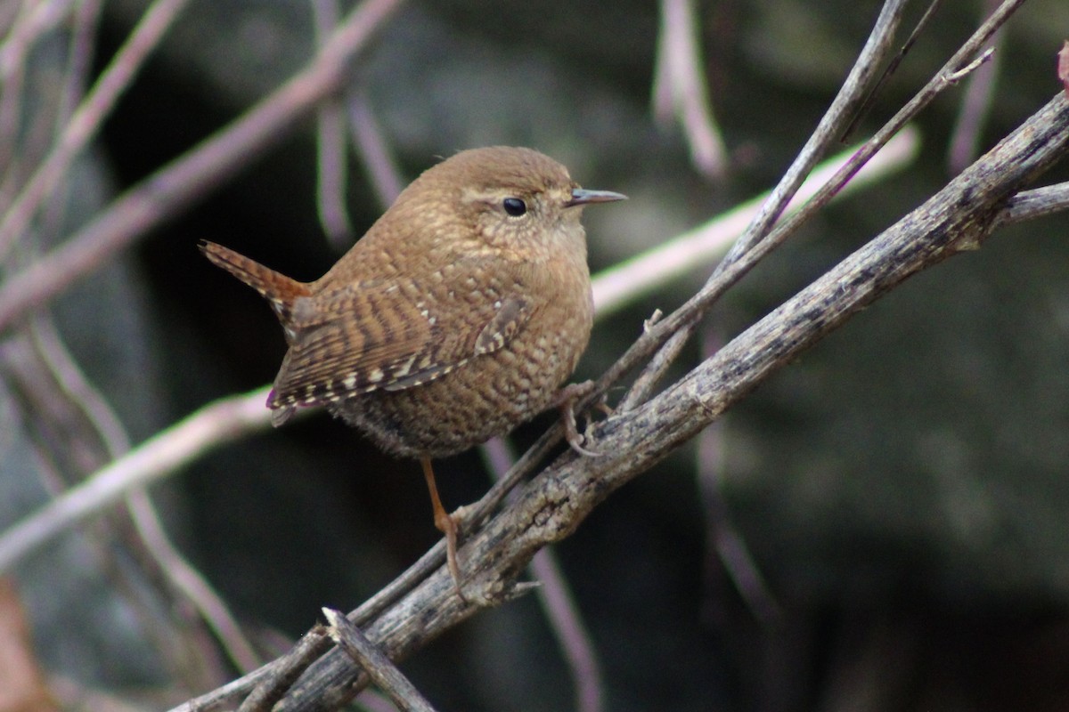 Winter Wren - ML521609871