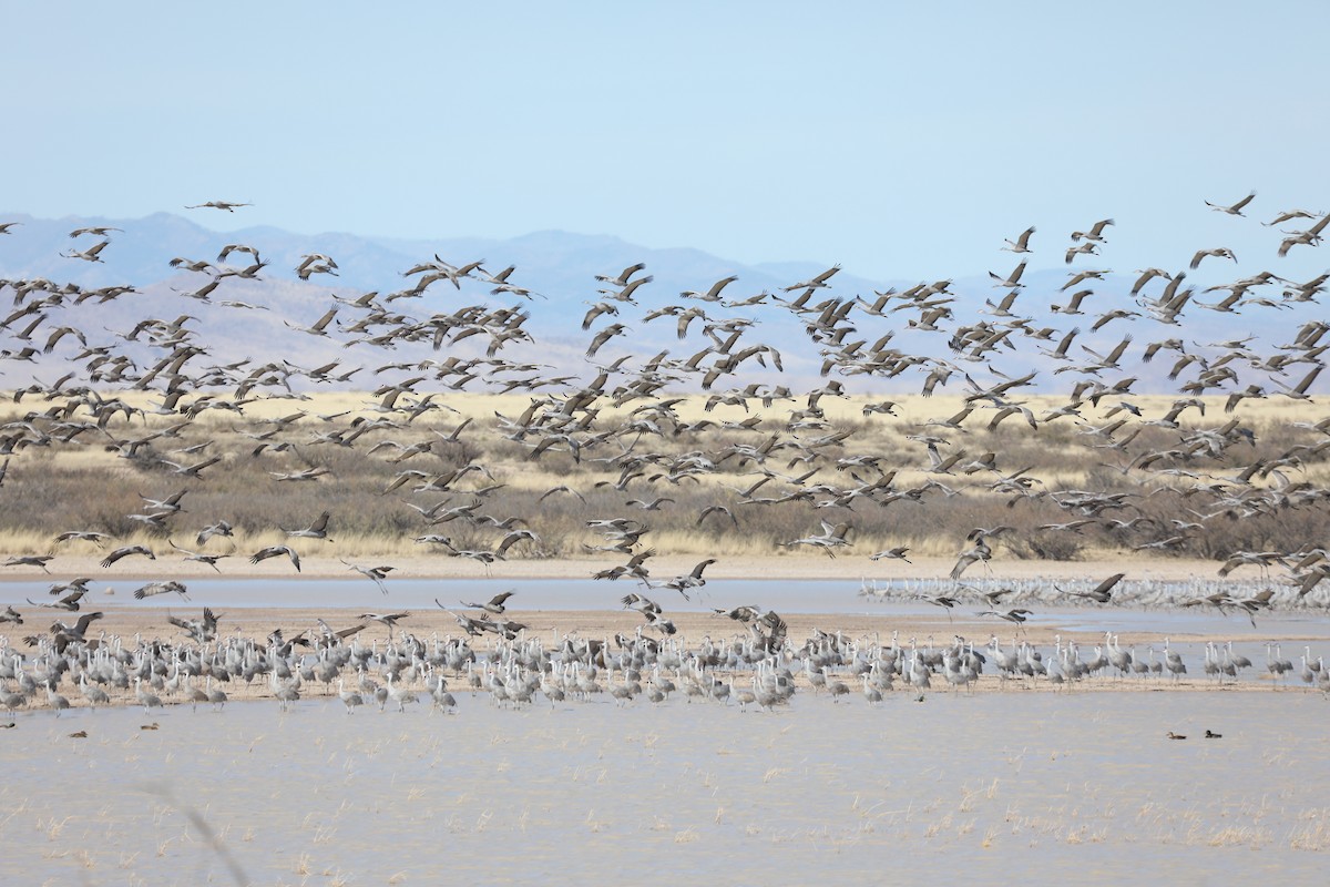 Sandhill Crane - Cole Wolf