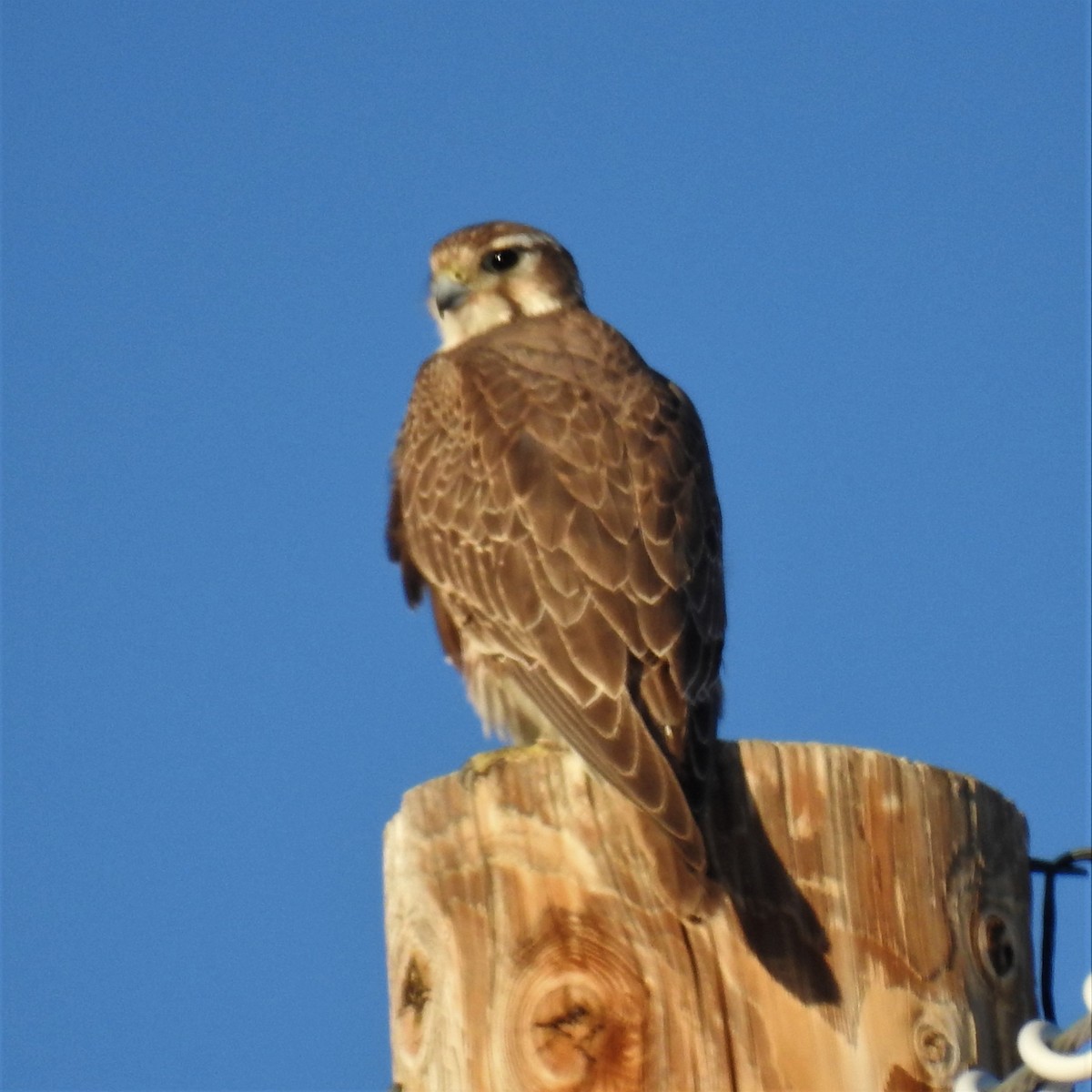 Prairie Falcon - Chipper Phillips