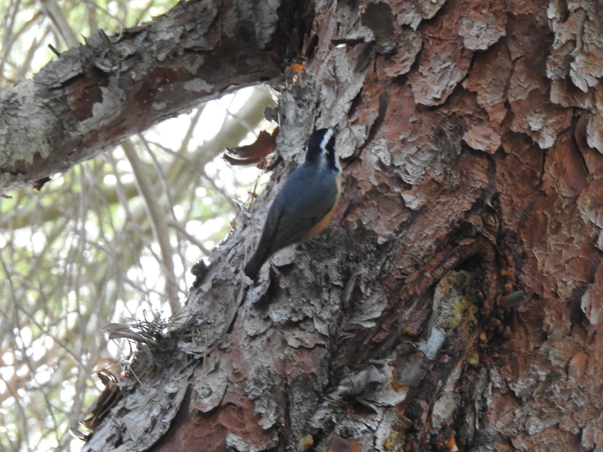 Red-breasted Nuthatch - ML521611641