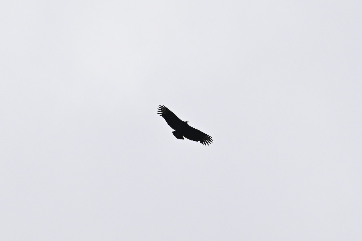 Black Vulture - John Dumlao