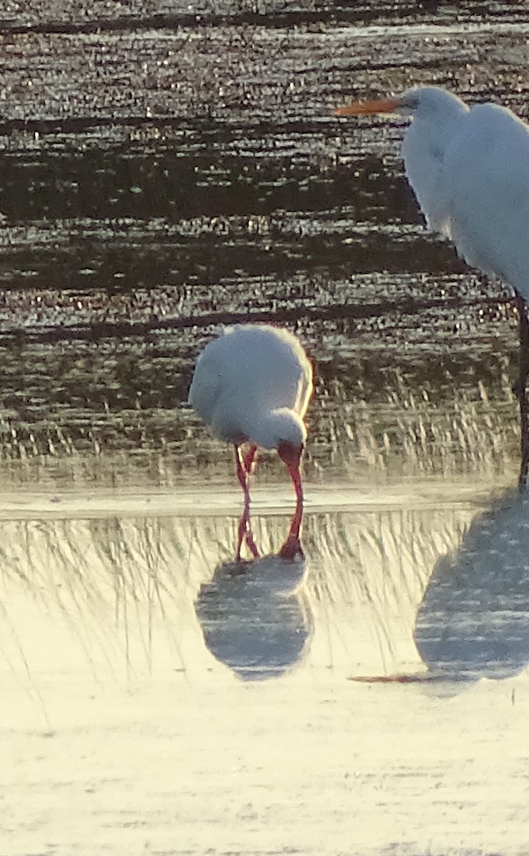 White Ibis - ML52161311