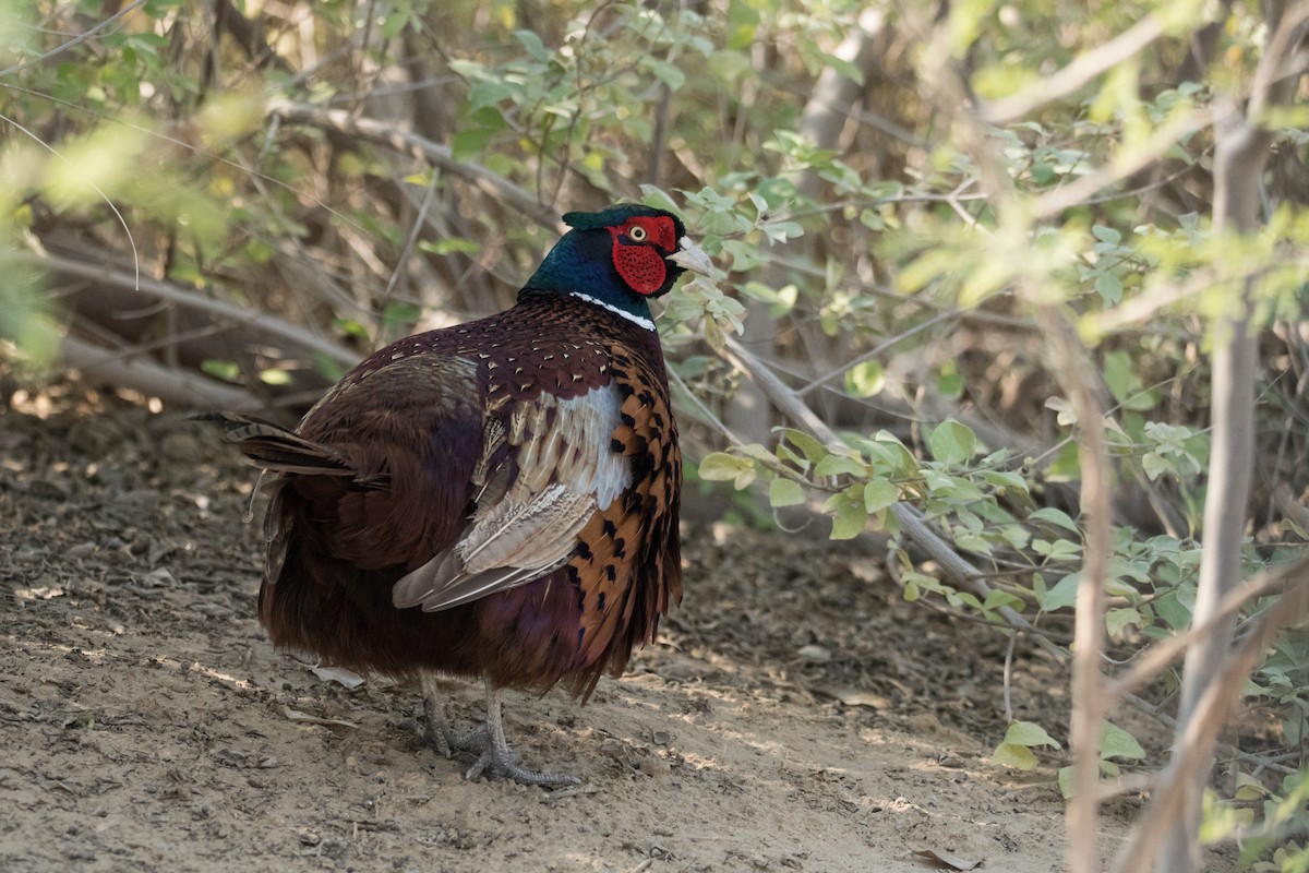 Ring-necked Pheasant - ML521613591