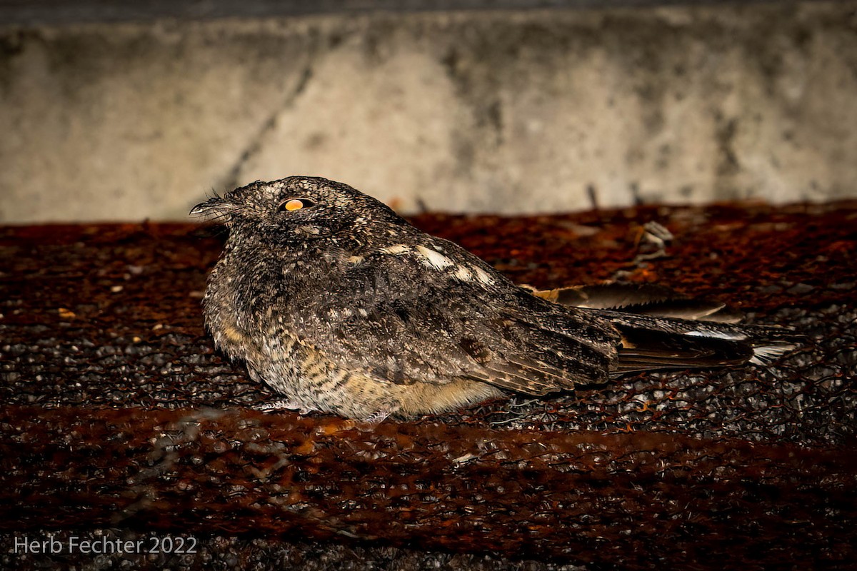 Freckled Nightjar - ML521613741