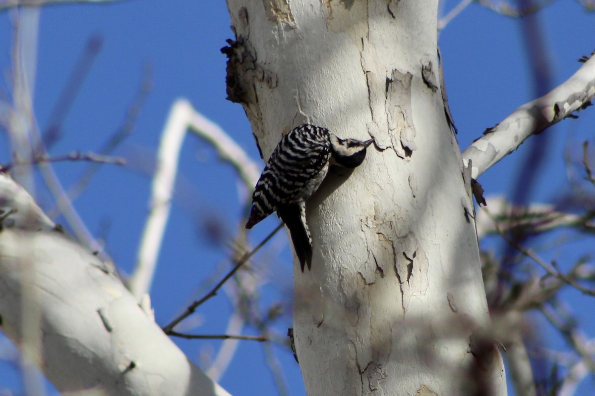 Ladder-backed Woodpecker - ML521615201