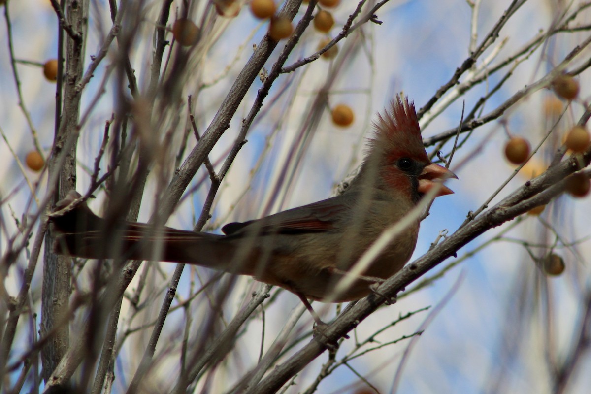 Northern Cardinal - ML521615471