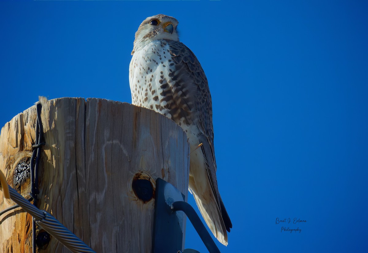 Prairie Falcon - ML521616451