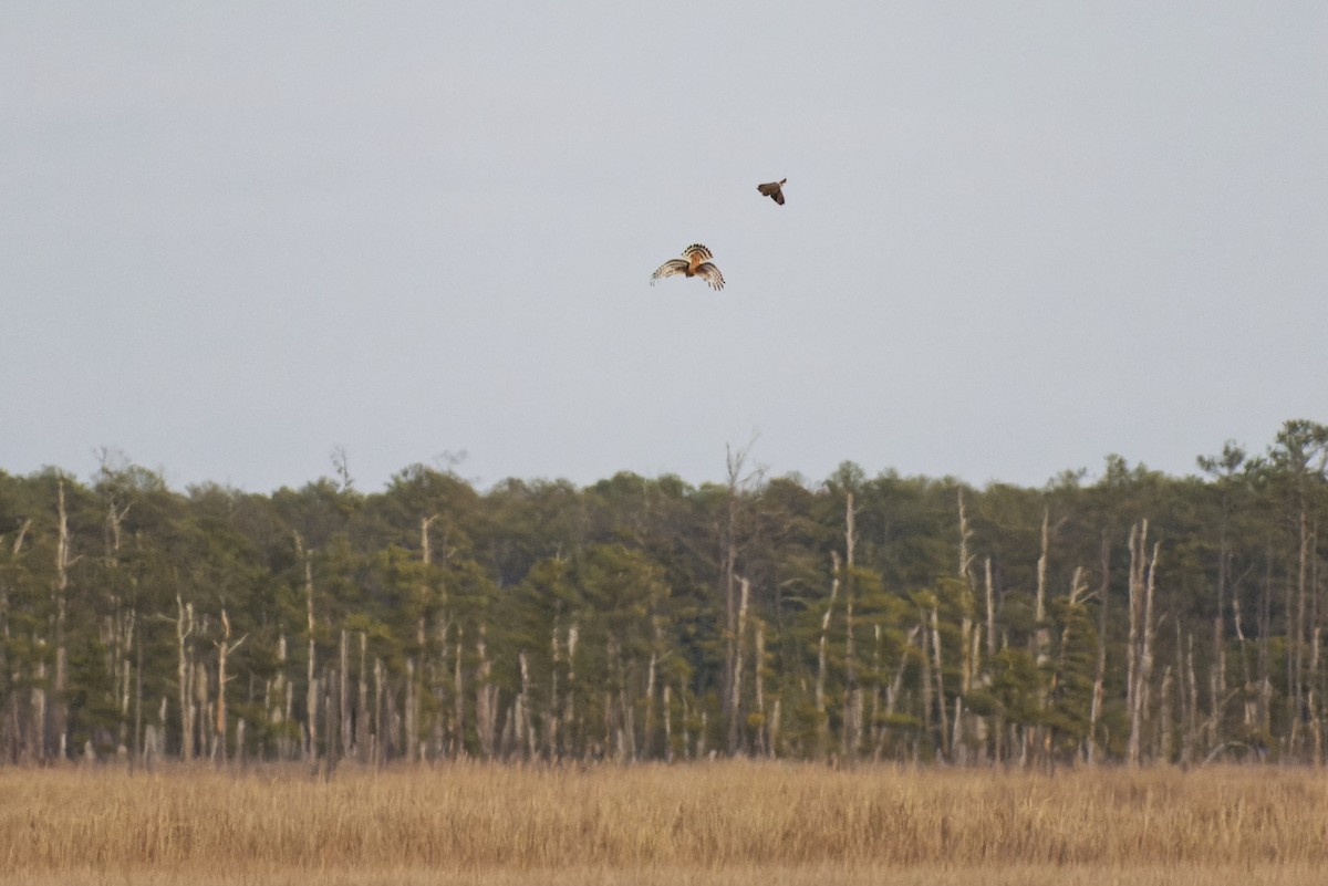 Short-eared Owl - Kate Plough