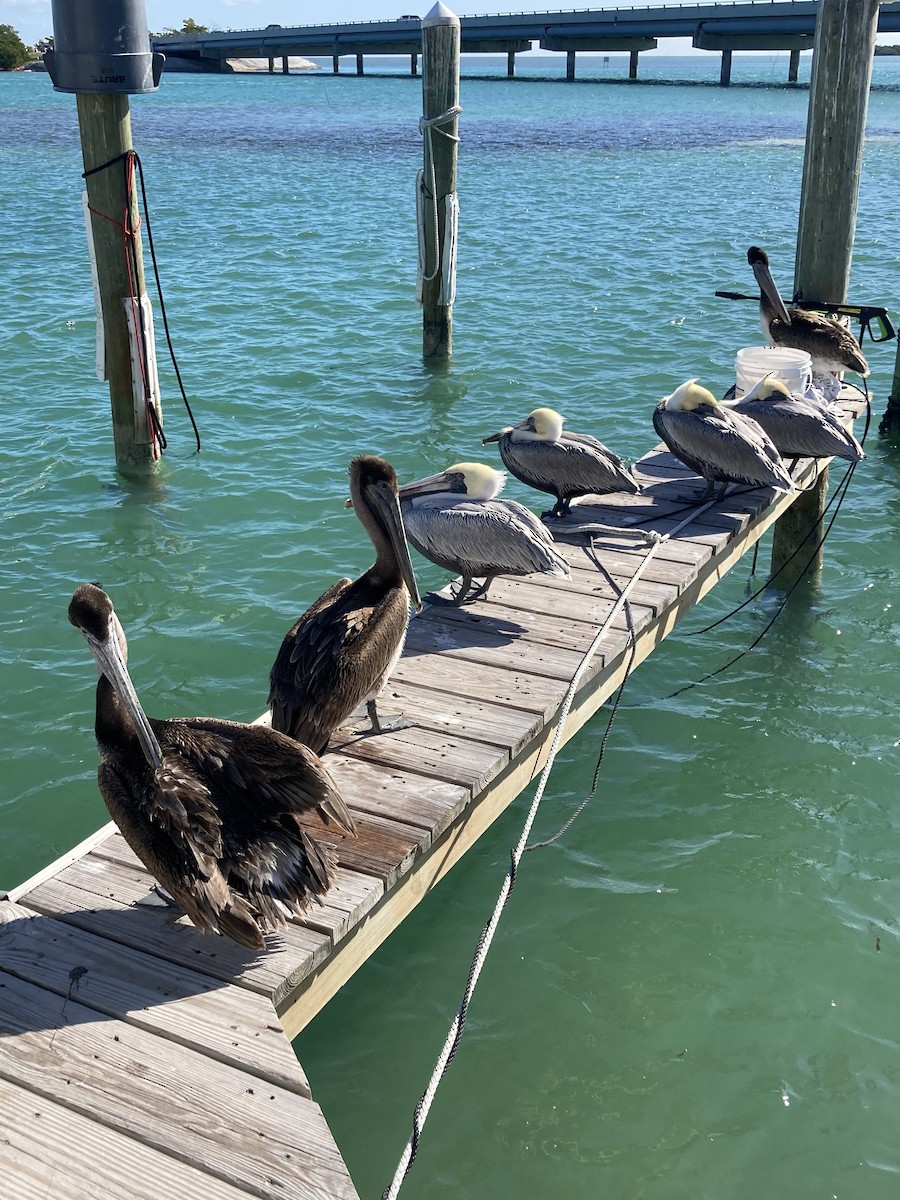 Brown Pelican - ML521618321