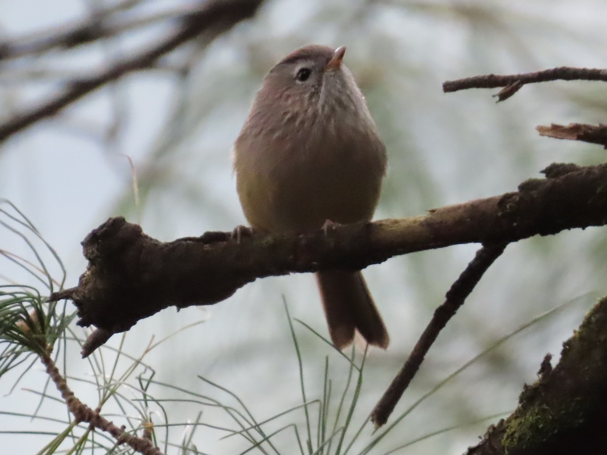 Spectacled Fulvetta - ML521619061