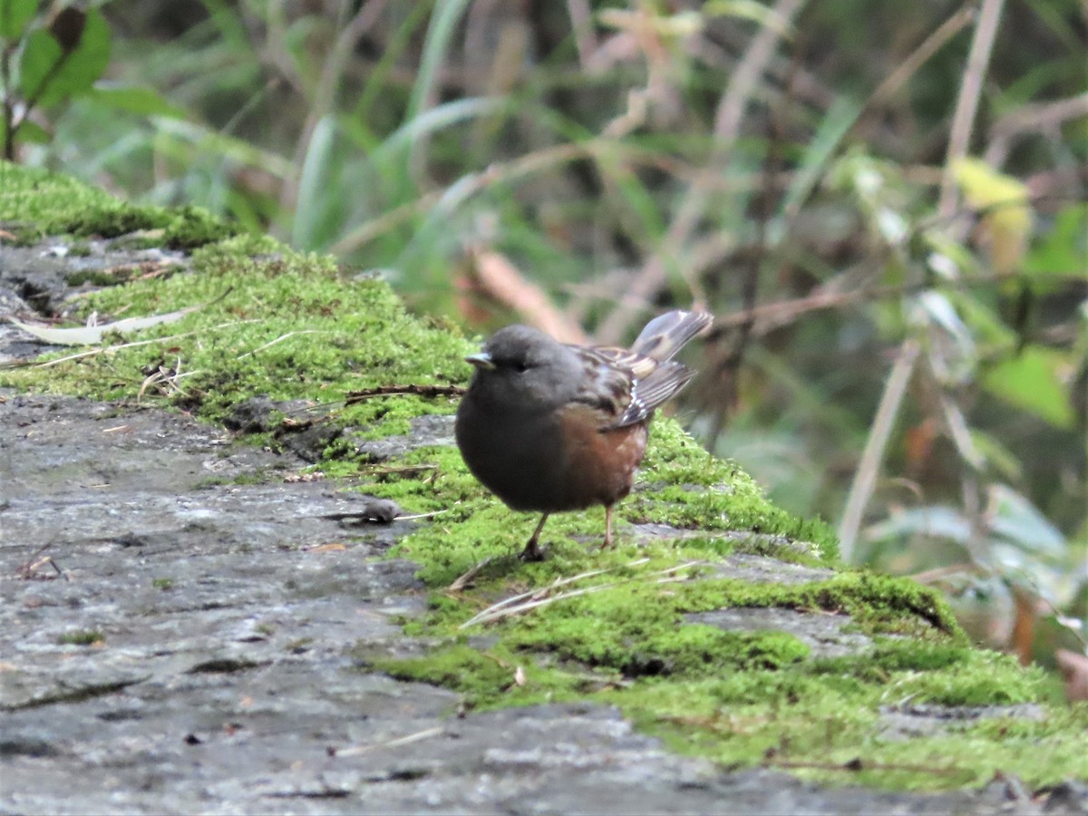 Alpine Accentor - Chunhong LIU