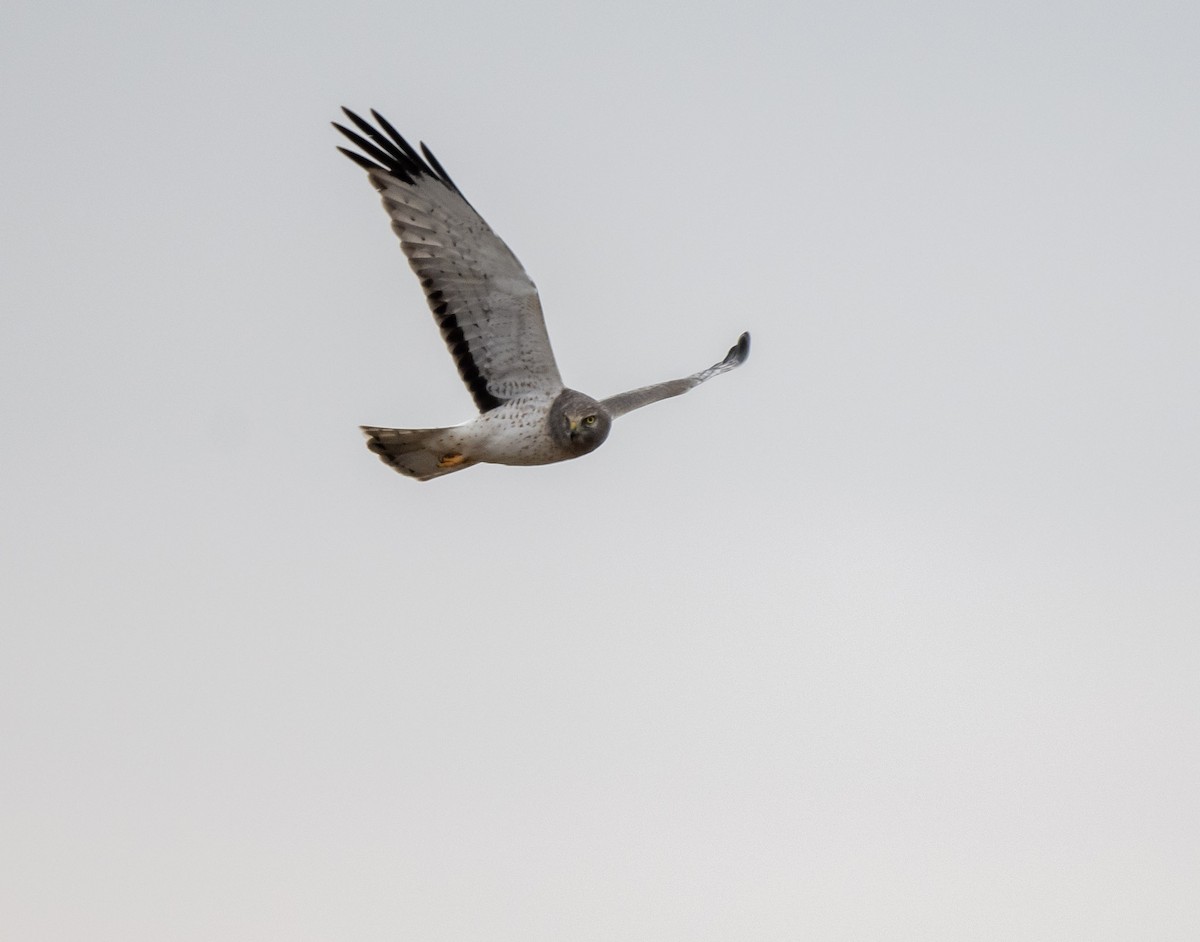 Northern Harrier - ML521620241