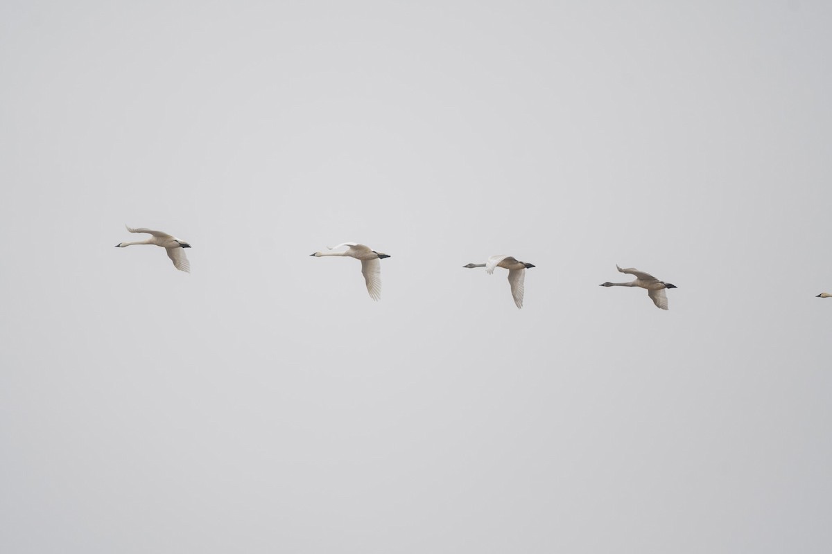 Tundra Swan - ML521620291