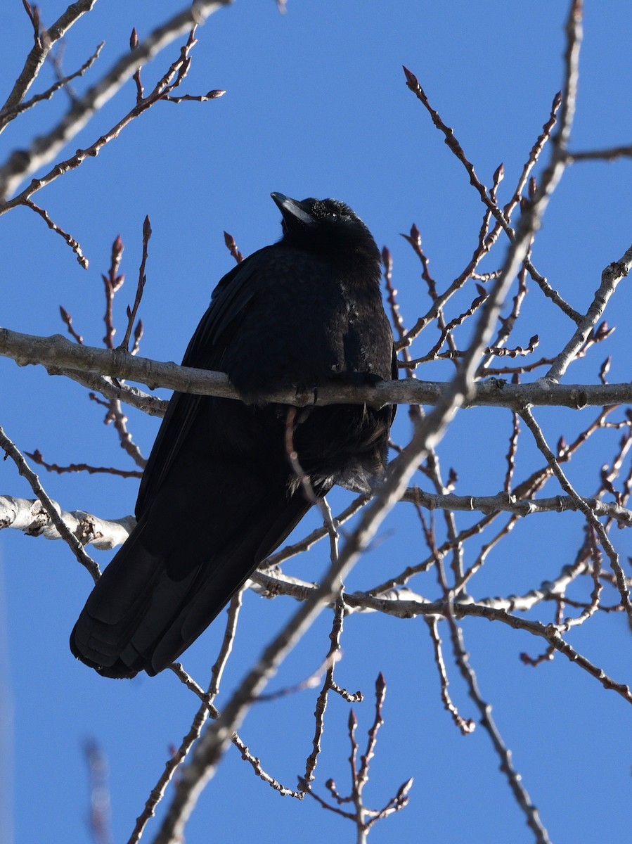 American Crow - ML521620311