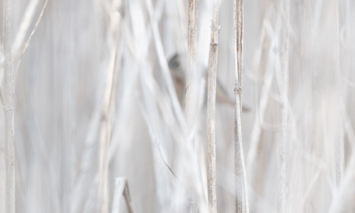 Swamp Sparrow - ML521620371