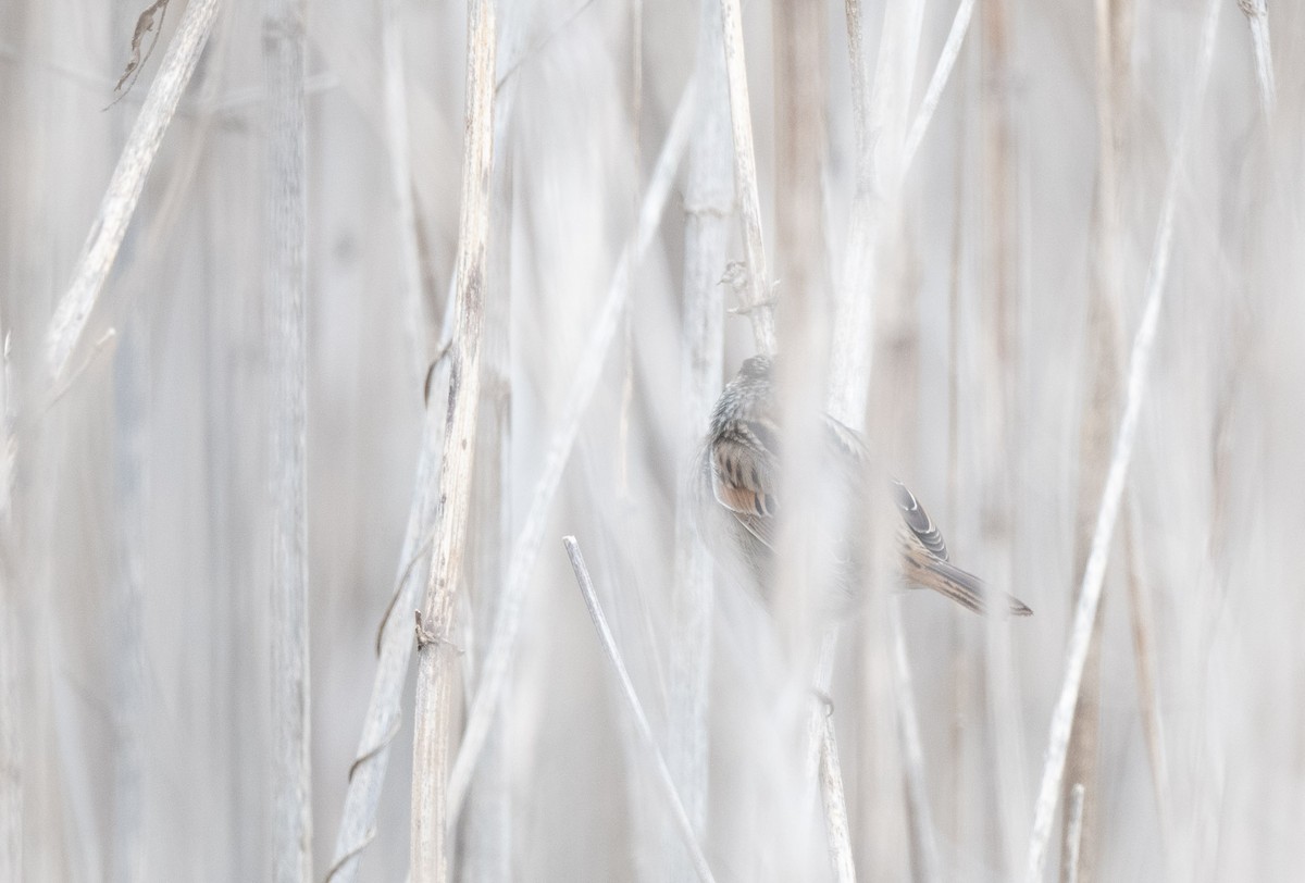 Swamp Sparrow - ML521620381