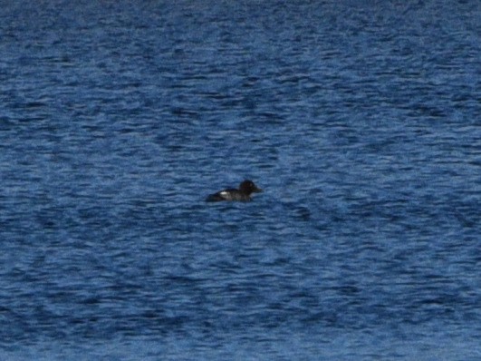 Common Goldeneye - ML521620401