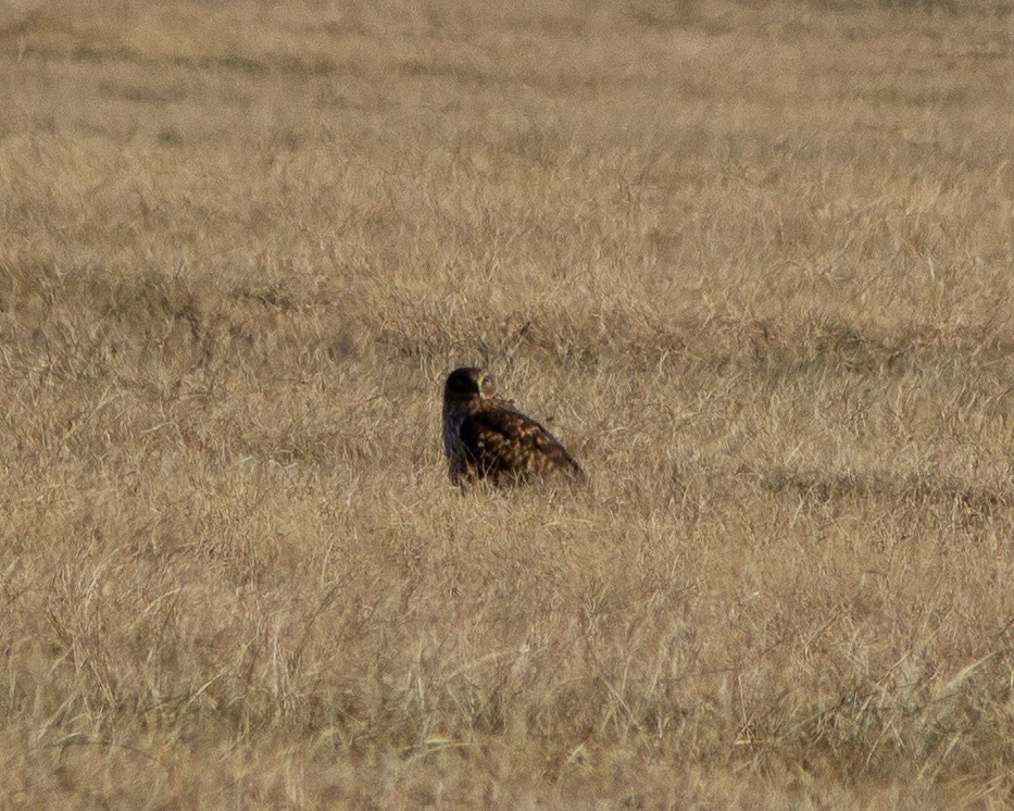 Northern Harrier - ML521620871