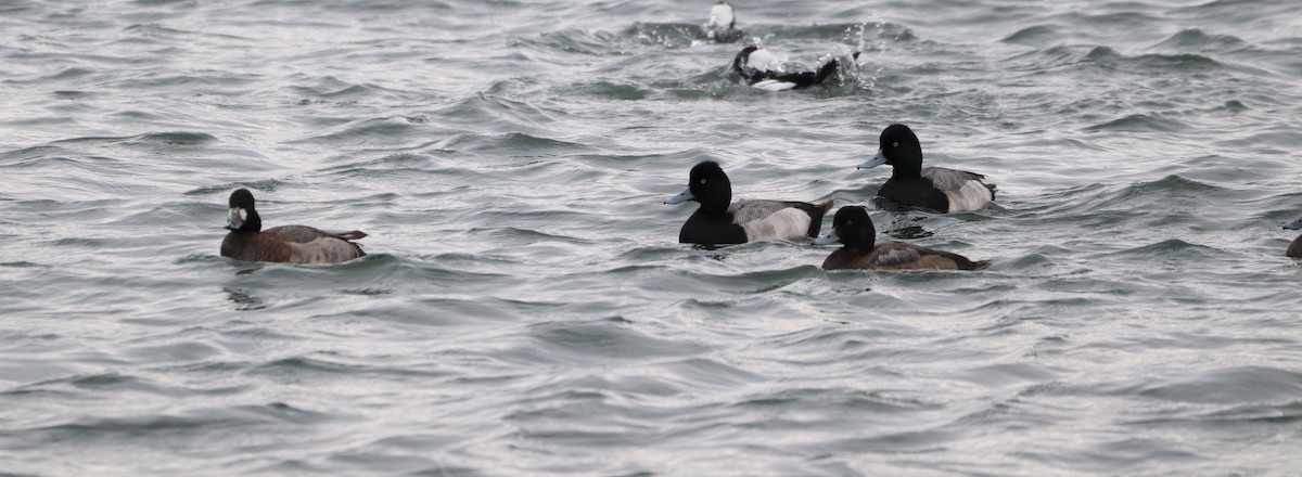 Lesser Scaup - ML521621101