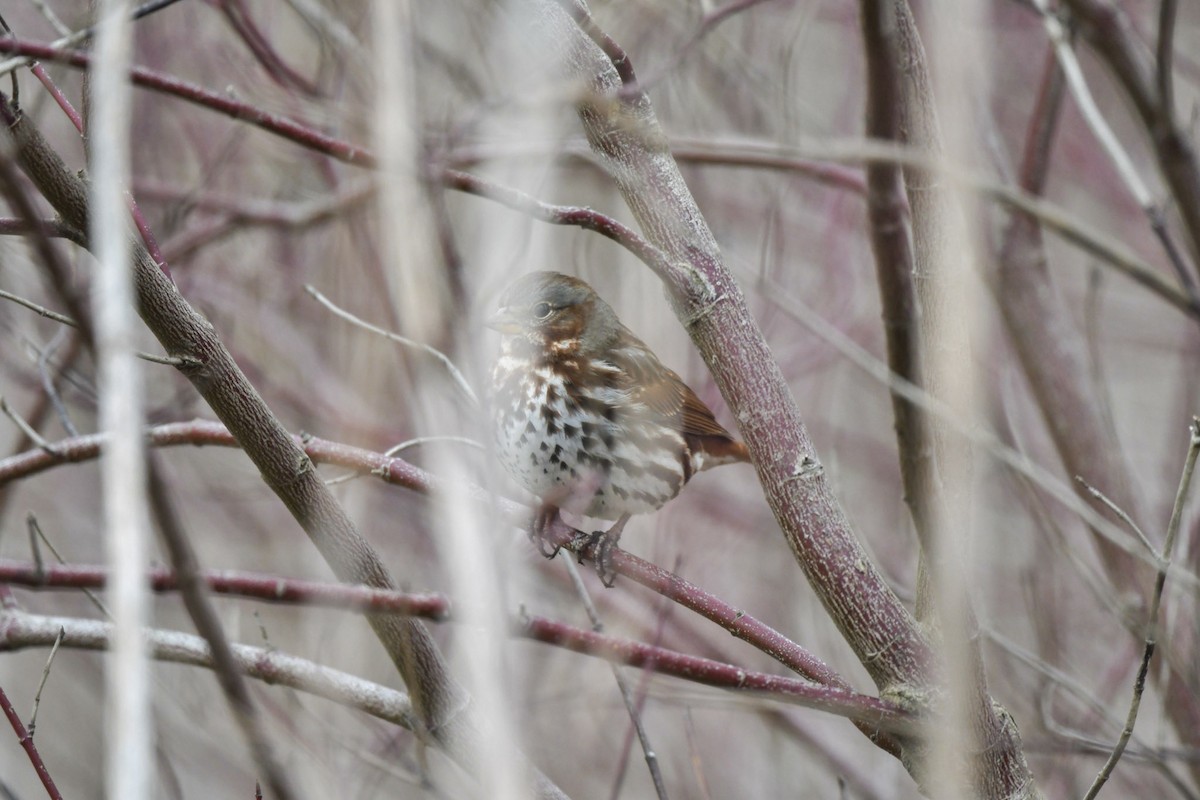 Fox Sparrow - ML521621641