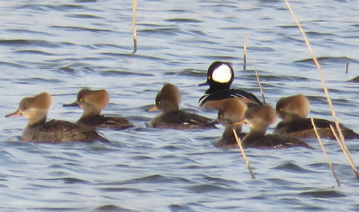 Hooded Merganser - ML521622741