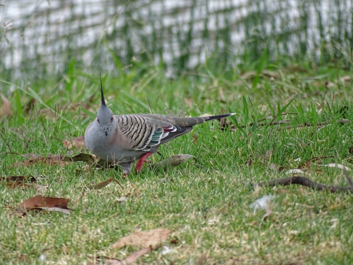 Crested Pigeon - ML521622761