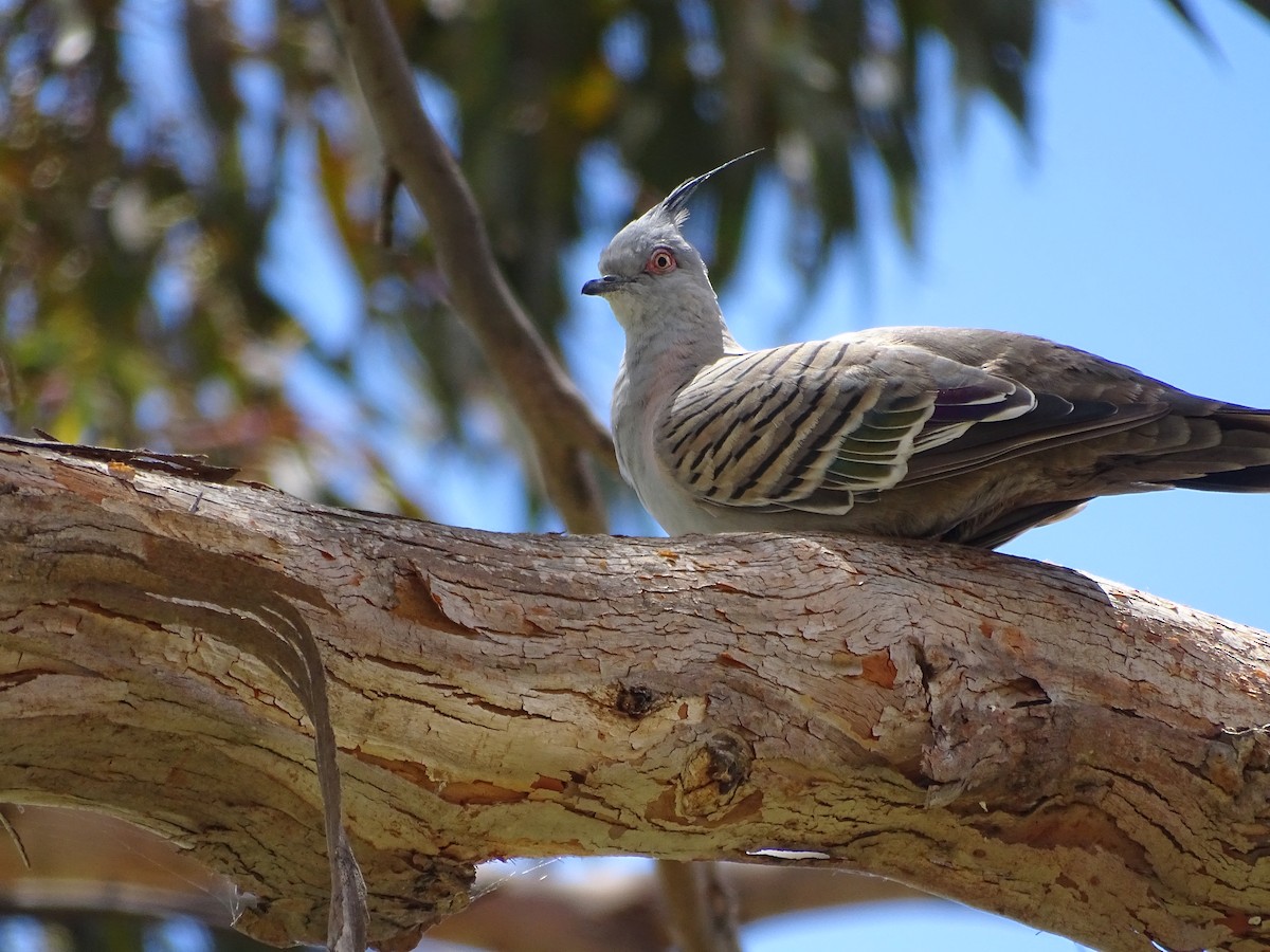 Crested Pigeon - ML521622771