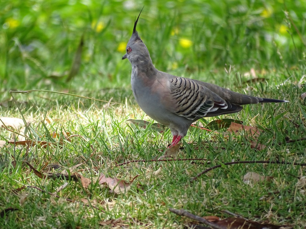 Crested Pigeon - ML521622781