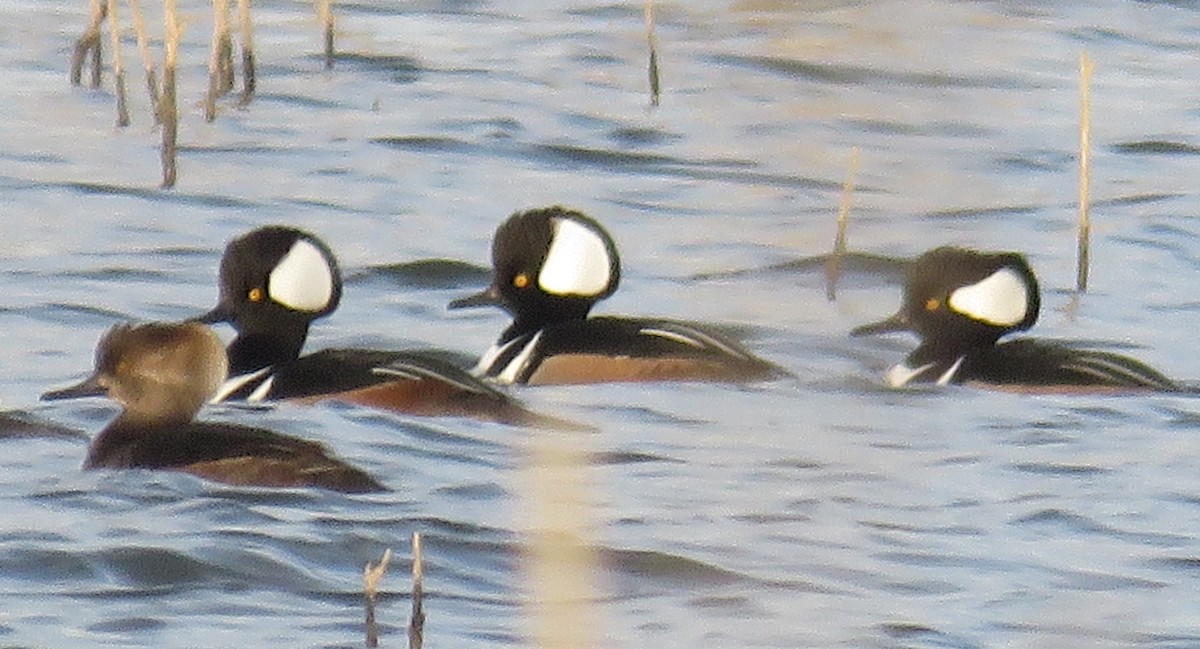 Hooded Merganser - ML521623091