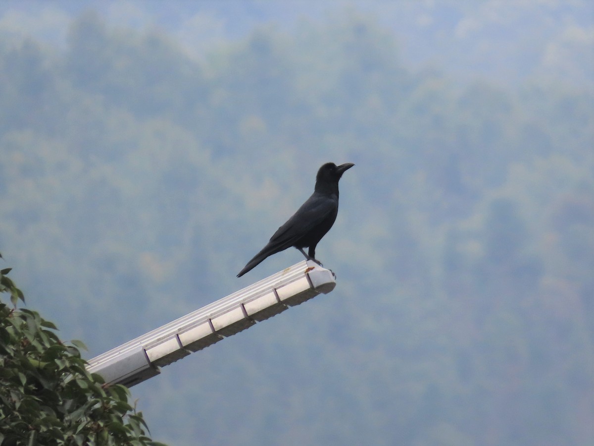 Large-billed Crow (Large-billed) - ML521623781