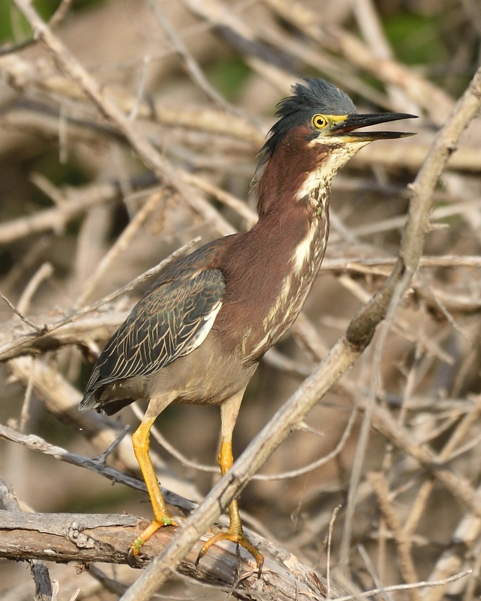 Green Heron - ML52162441