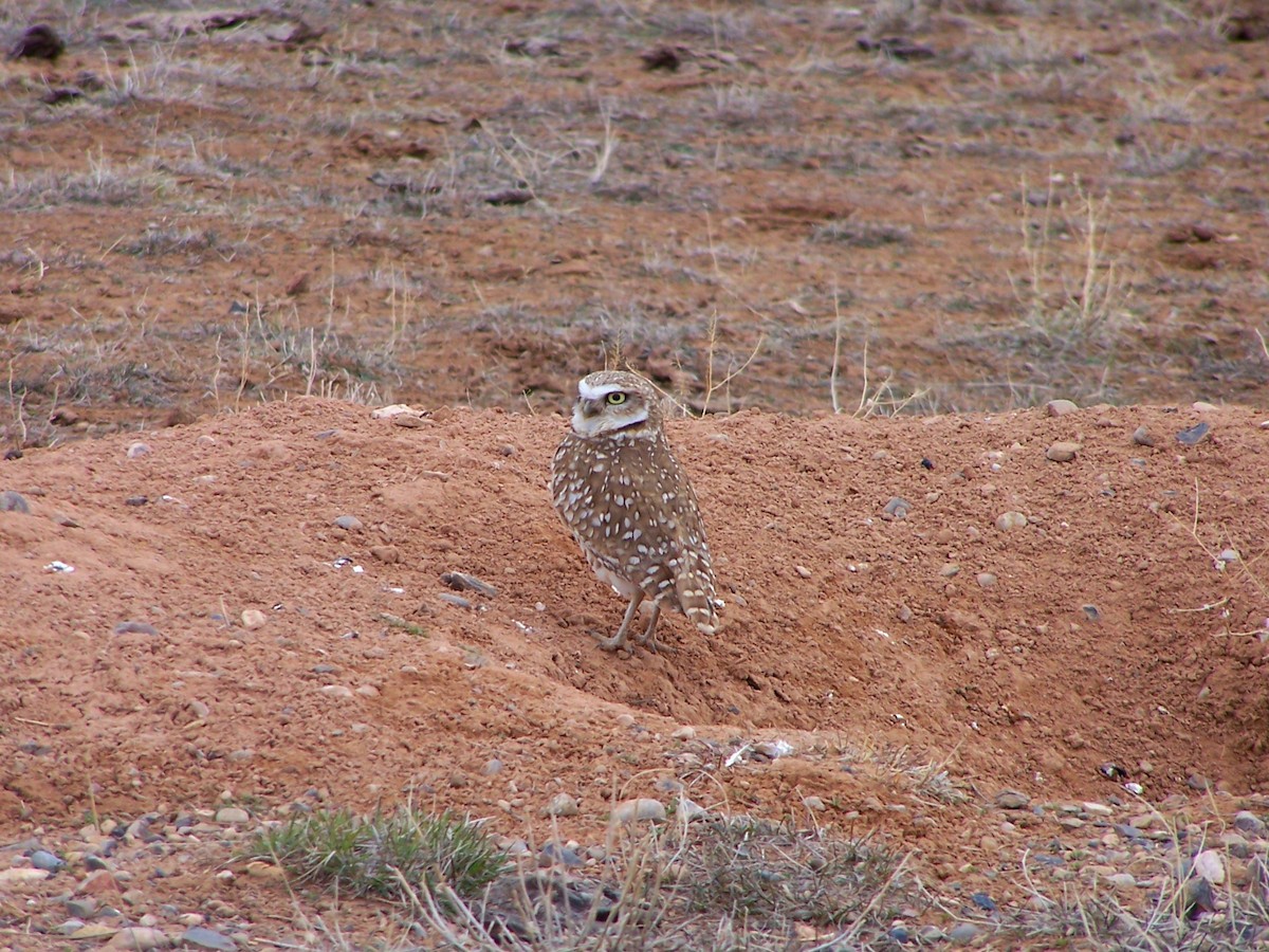 Burrowing Owl (Western) - Bryant Olsen