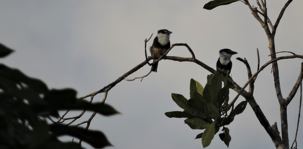 Buff-bellied Puffbird - Fabio Barata