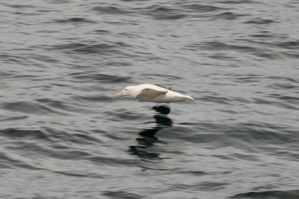 Northern Royal Albatross - ML521626701