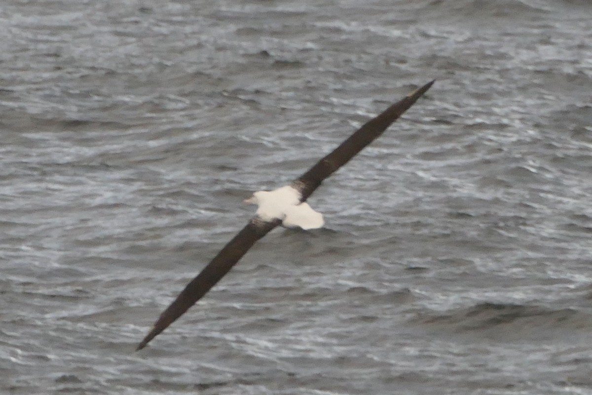 Northern Royal Albatross - ML521626711