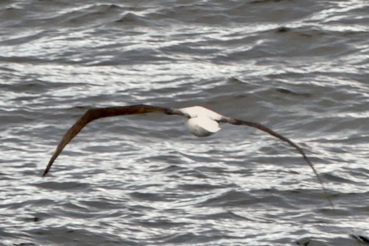 Northern Royal Albatross - ML521626721