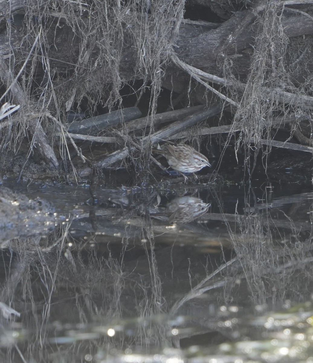 Song Sparrow - John Rhoades