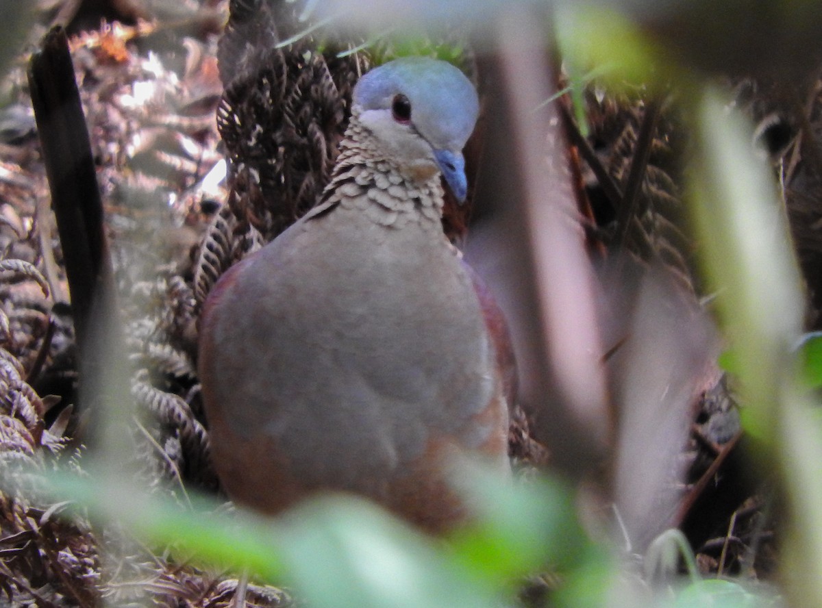 White-faced Quail-Dove - ML521628331