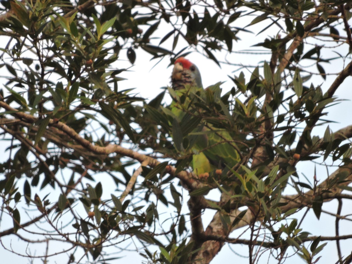 アカオボウシインコ - ML52162871