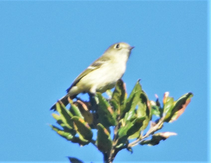 Hutton's Vireo - ML521629691