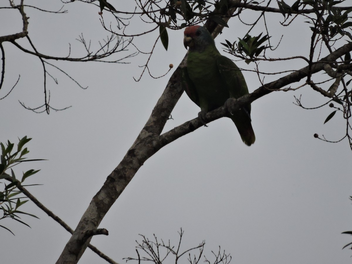 アカオボウシインコ - ML52162981