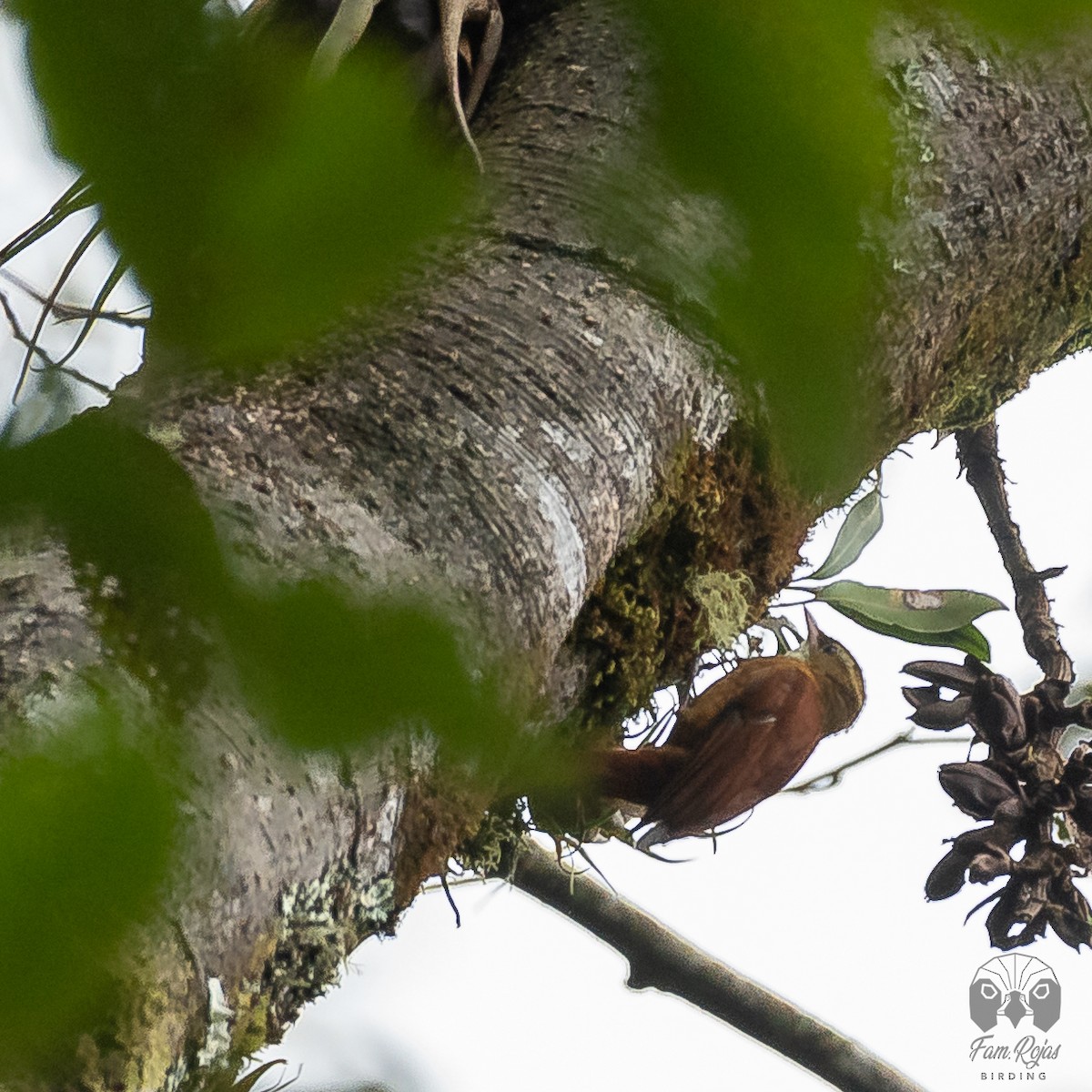 Ruddy Treerunner - ML521631651