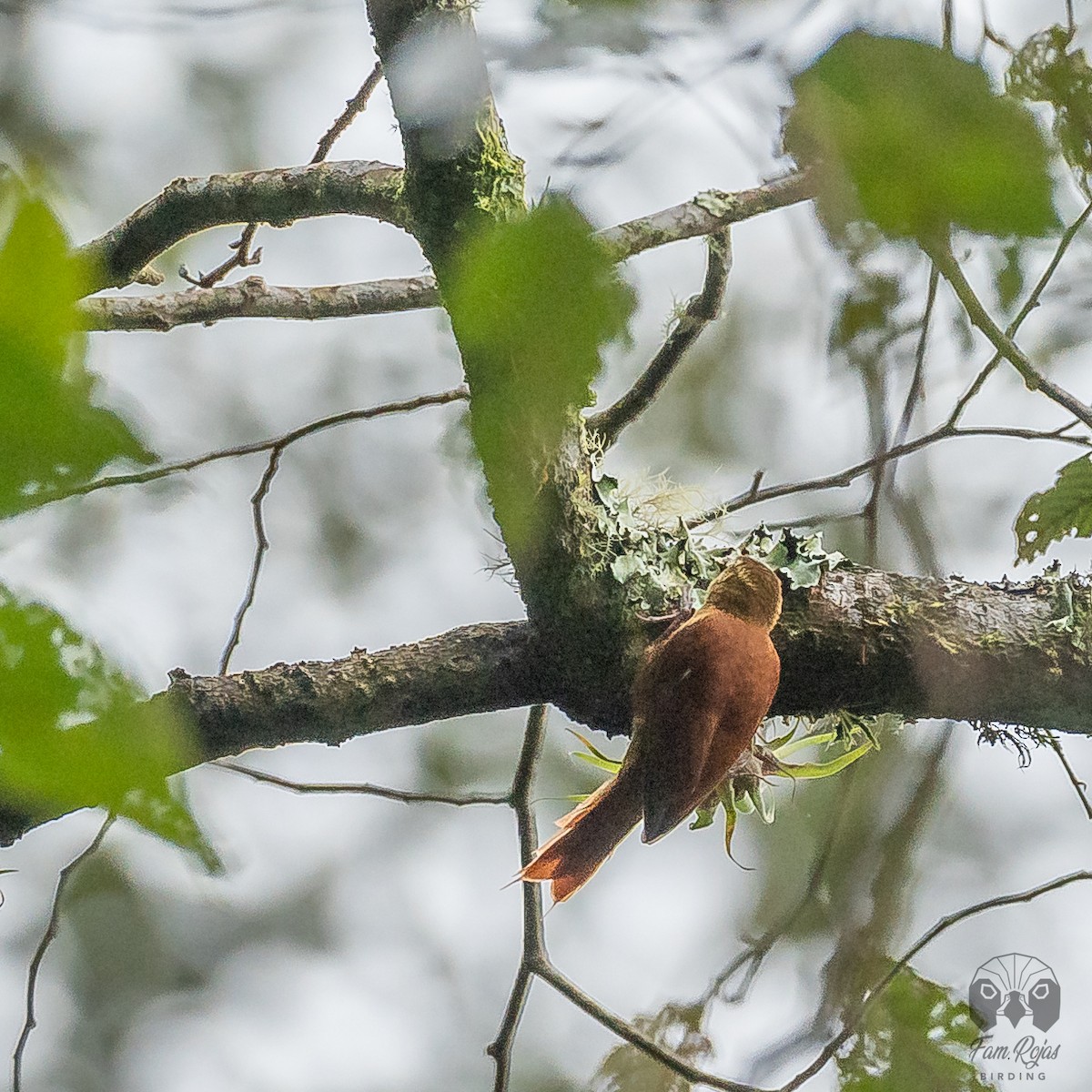 Ruddy Treerunner - ML521632071