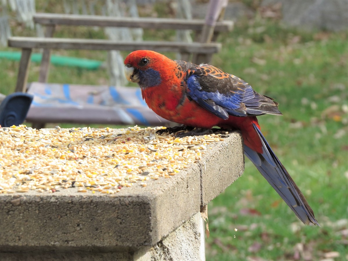 Crimson Rosella - ML521632431