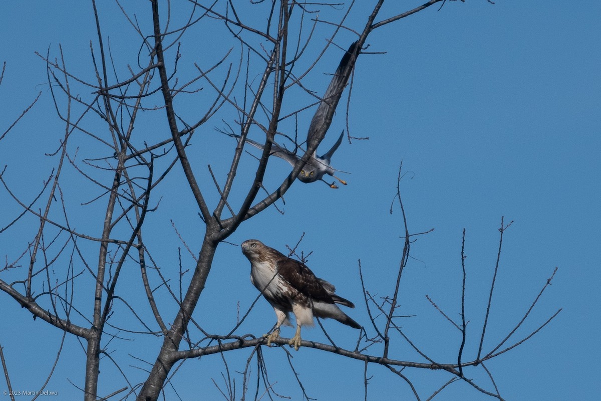 Red-tailed Hawk - Martin Dellwo