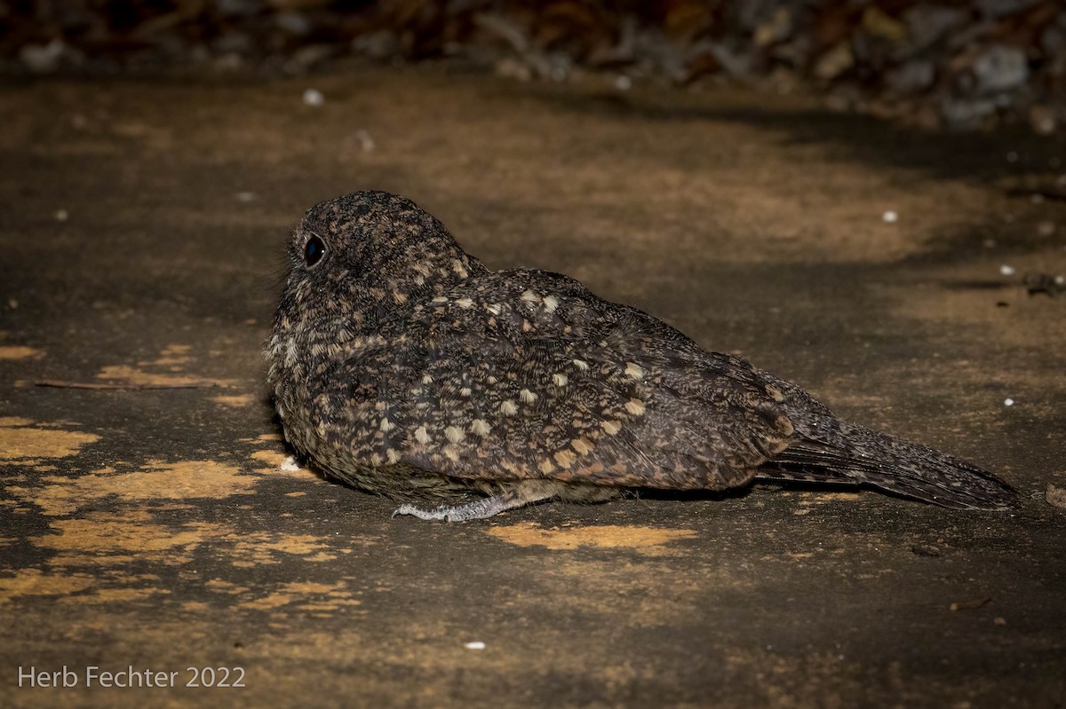 Freckled Nightjar - ML521633161