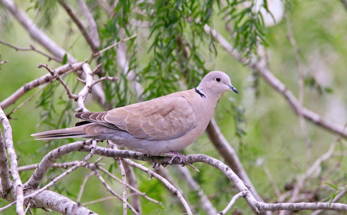 Eurasian Collared-Dove - Devin Griffiths