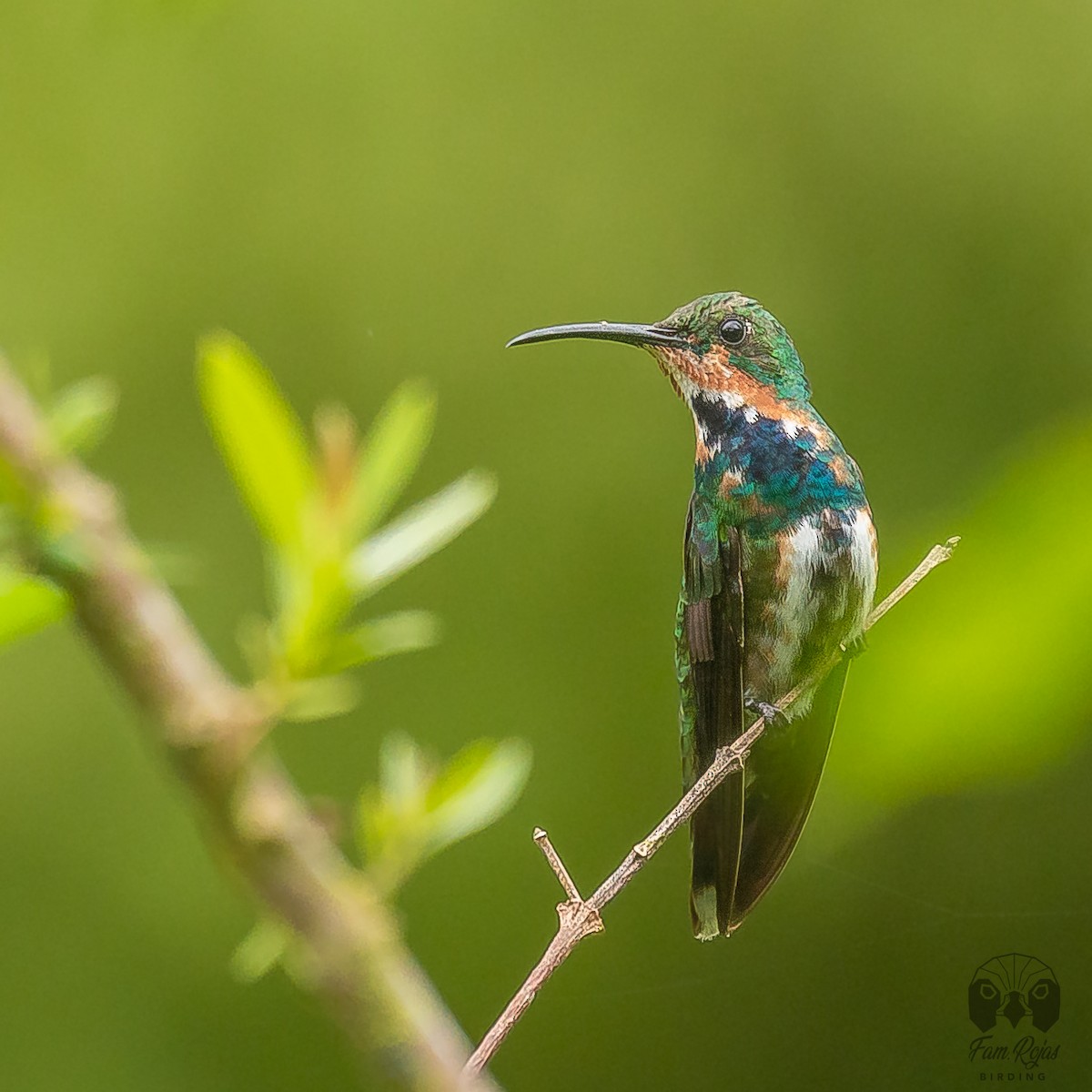 Green-breasted Mango - Ricardo Rojas Arguedas