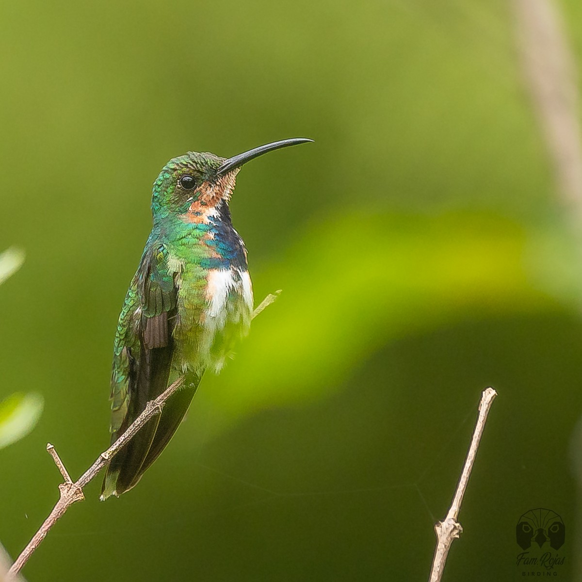 Green-breasted Mango - Ricardo Rojas Arguedas