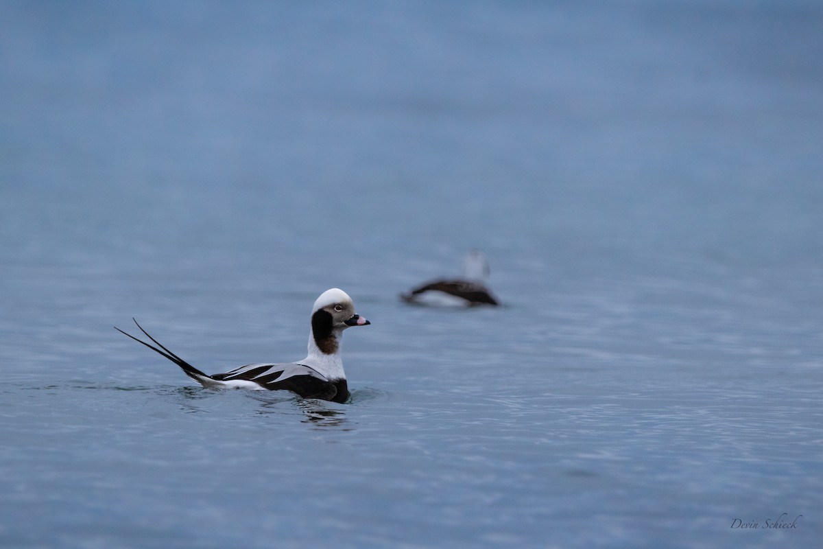Long-tailed Duck - devin schieck